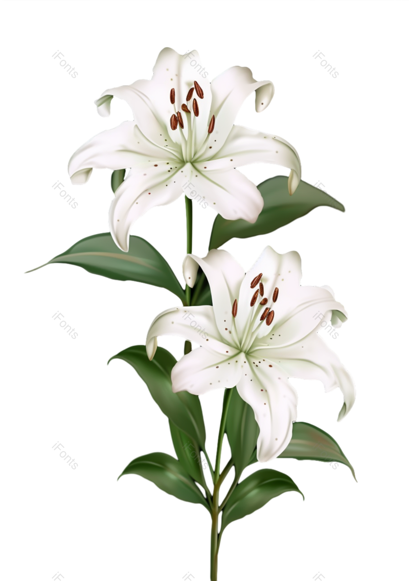 叶子图片,清新元素,户外PNG,百合花免抠素材